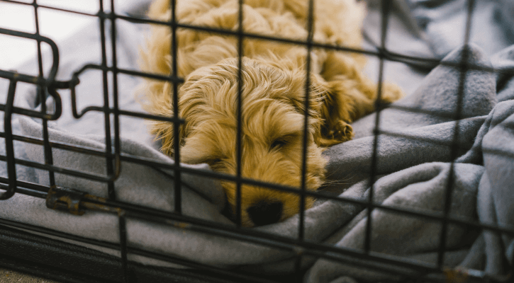 Vets with boarding near me provides convenience and peace of mind for pet owners