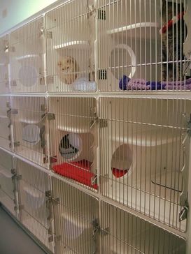 Bird kennels hot sale near me