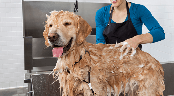 Dog hair shop grooming near me